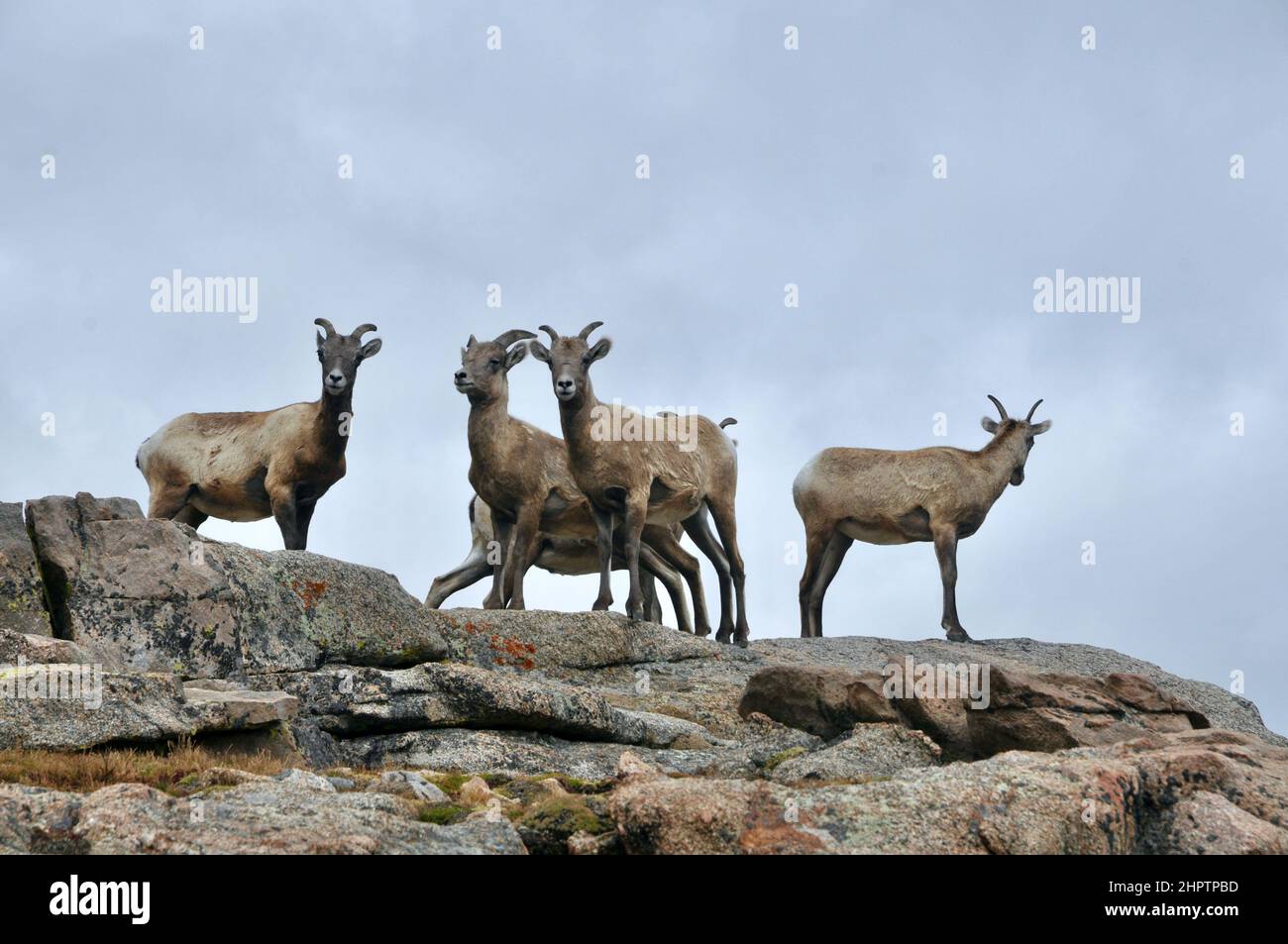 Wild Mountain Goats or Rocky Mountain goat, Along the Rocks and Mountain Sides of the Colorado Rocky Mountains in the United States Stock Photo