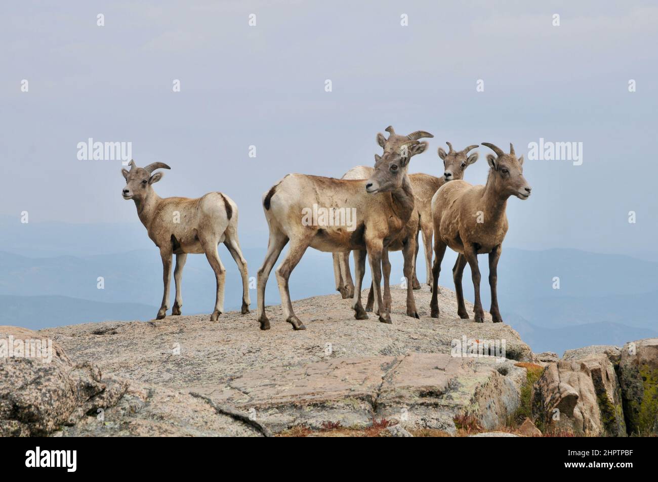 Wild Mountain Goats or Rocky Mountain goat, Along the Rocks and Mountain Sides of the Colorado Rocky Mountains in the United States Stock Photo