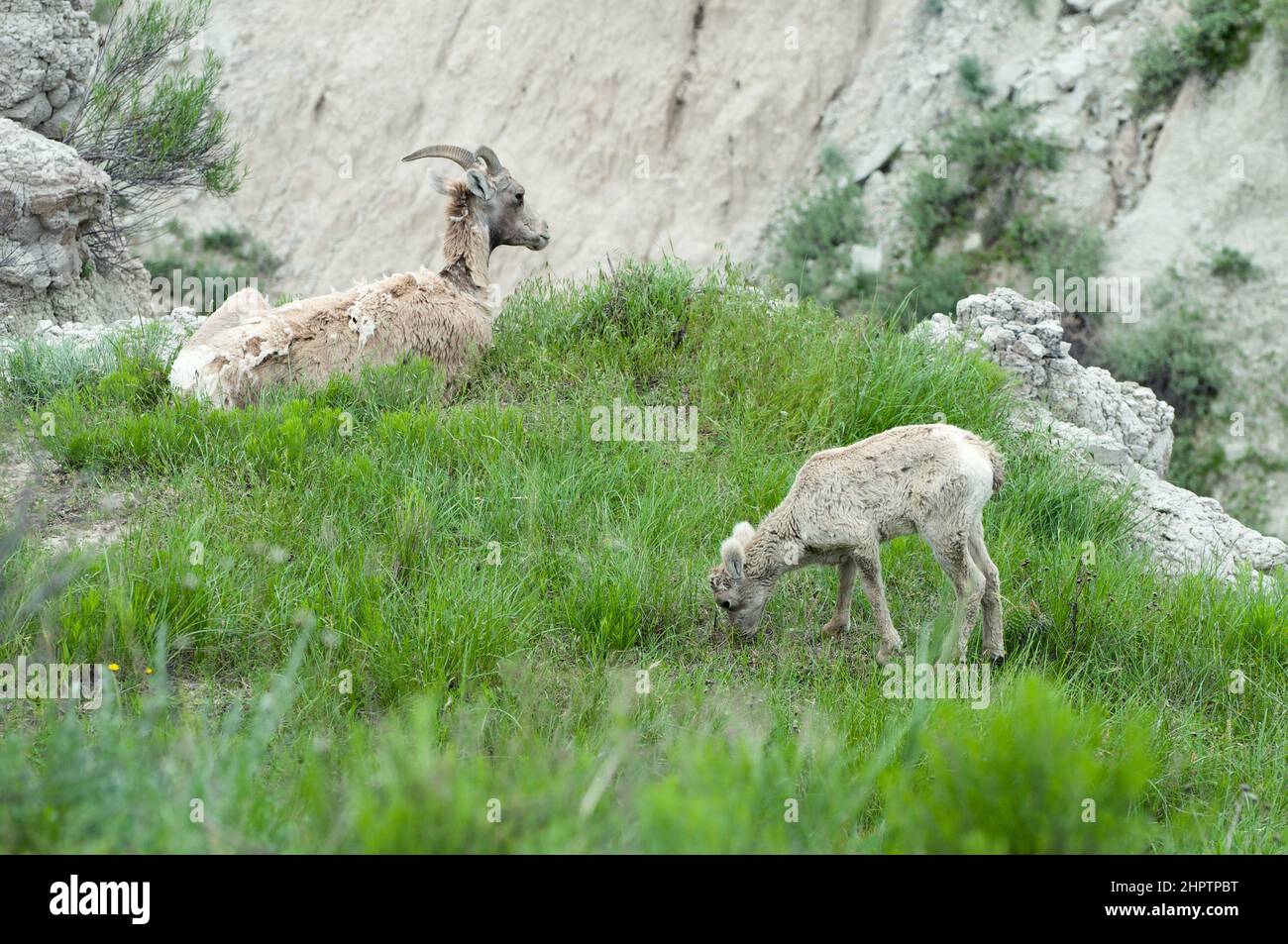 Wild Mountain Goats Resting along the Rocks in the Badlands National Park, South Dakota in the United States. Stock Photo