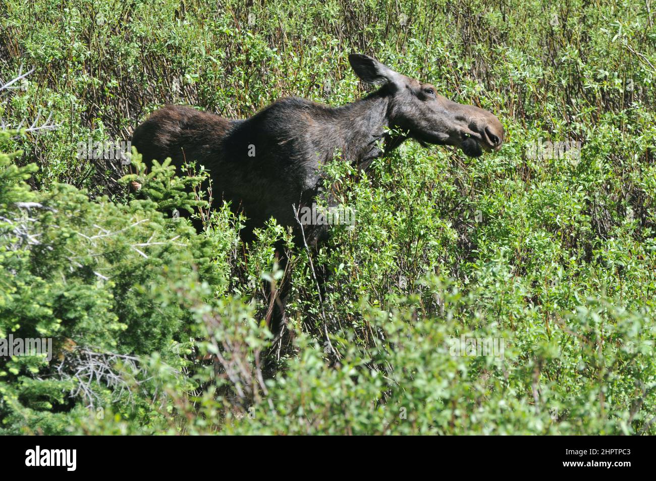 Moose, or Elk (in Eurasia), grazing on aquatic vegetation in the wild. Stock Photo