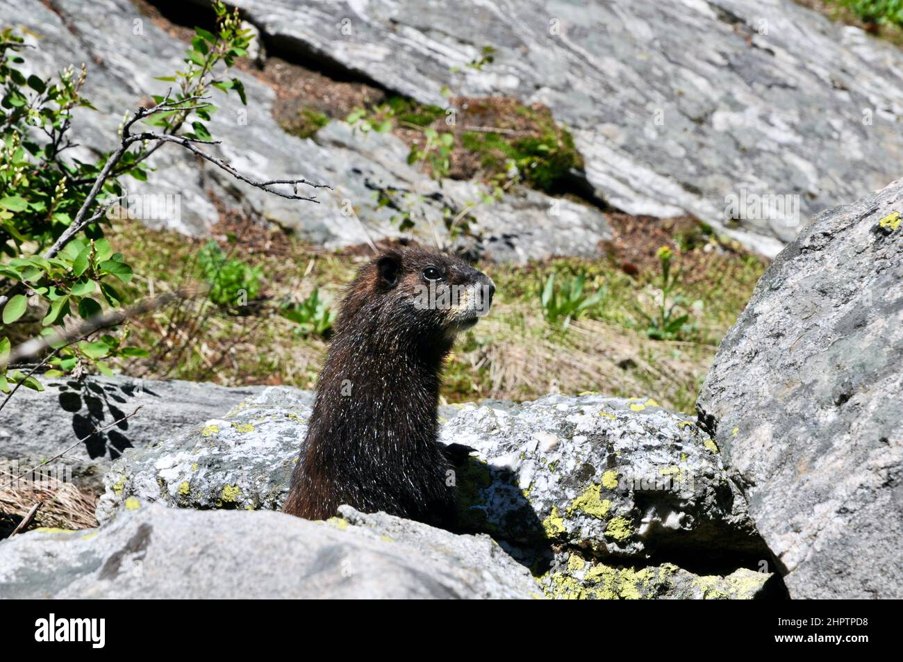 Marmot Living in the Sunny Subalpine and Alpine Rock Piles, of the Mountainous Regions of the Western United States. Stock Photo