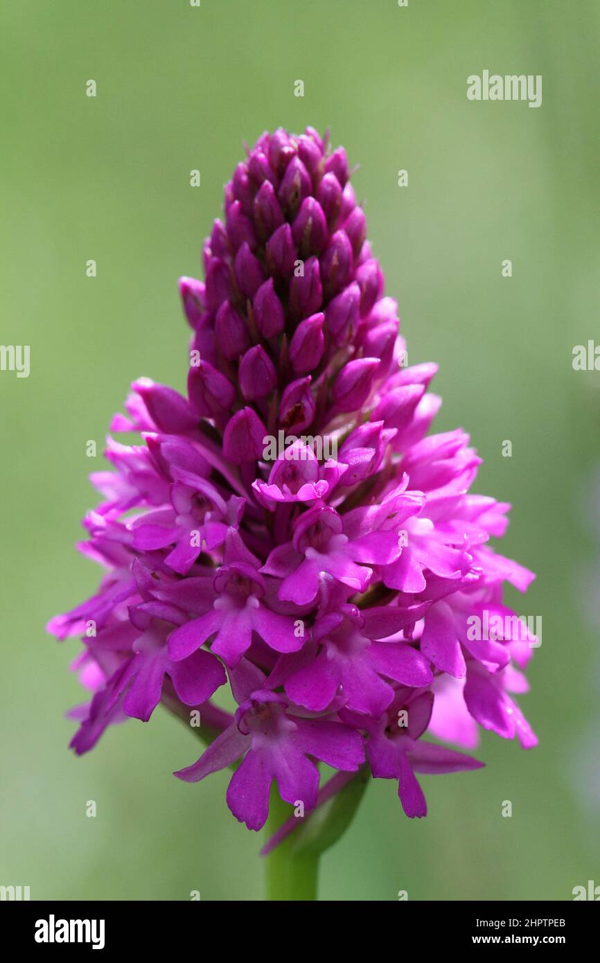 Pyramidal Orchid, Anacamptis pyramidalis, Warwickshire, England Stock Photo