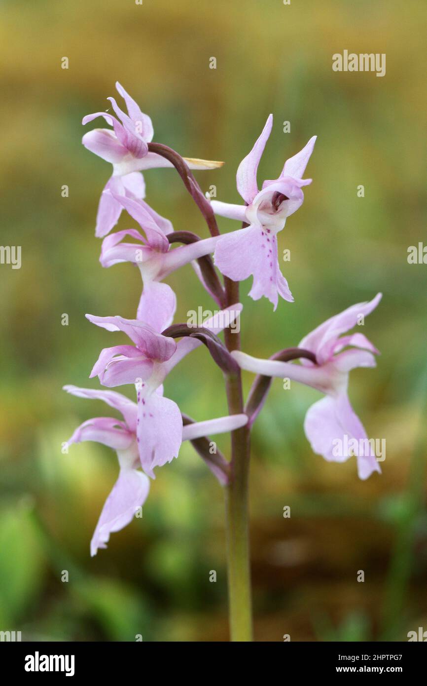 Early Purple Orchid, Orchis mascula, pale pink variation, The Burren, Ireland Stock Photo