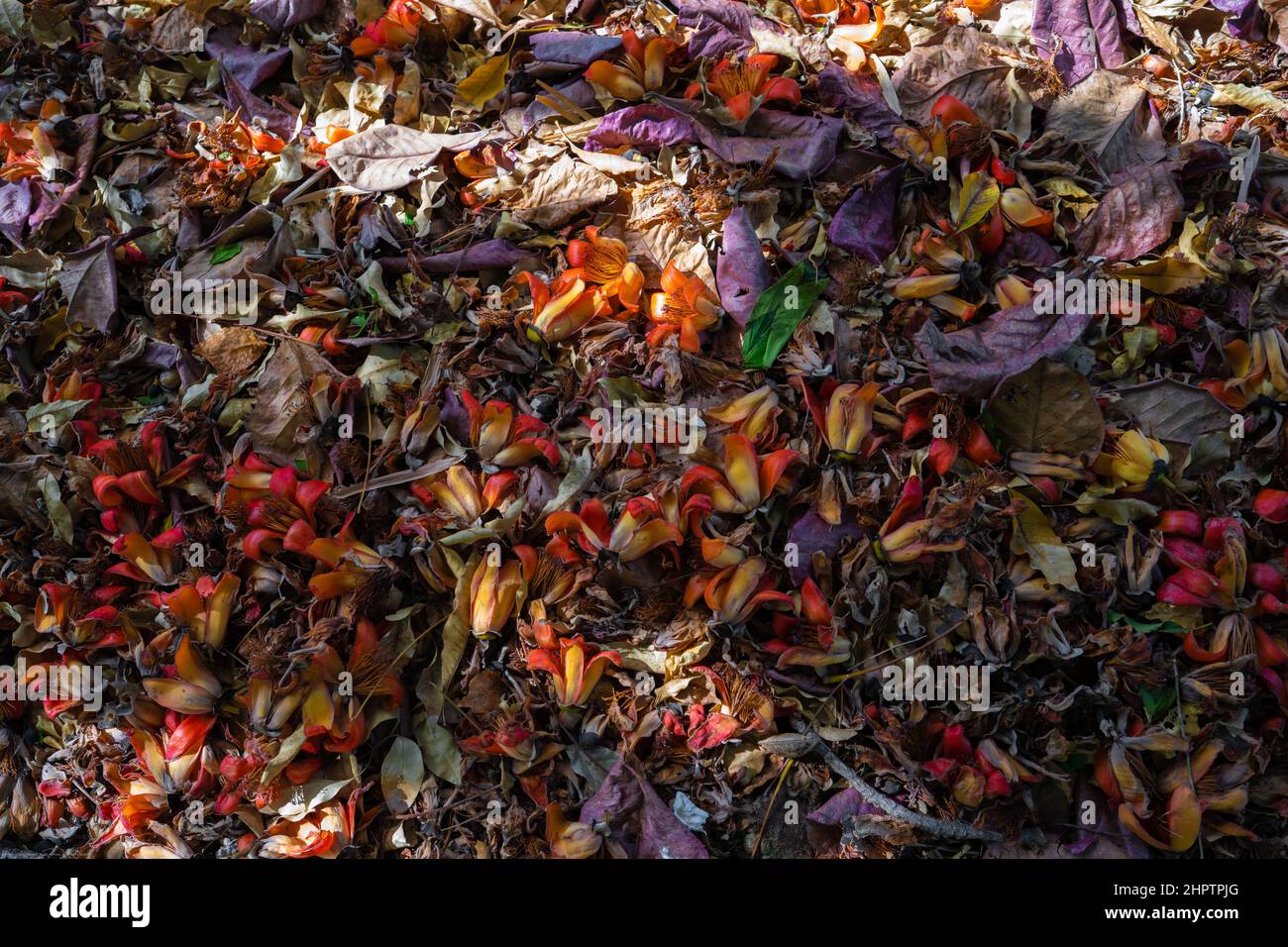 Rainforest and fallen leaves hi-res stock photography and images - Alamy