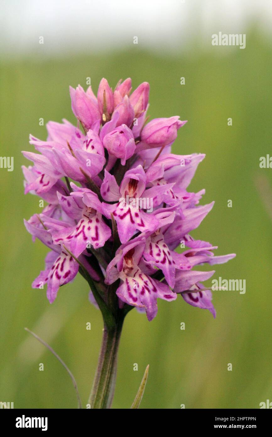 Common Spotted Orchid, Dactylorhiza fuchsii, subspecies hebridensis, Shetland, Scotland, UK Stock Photo