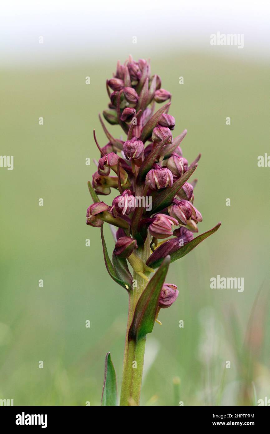 Frog Orchid, Dactylorhiza viridis, Shetland, Scotland, UK Stock Photo