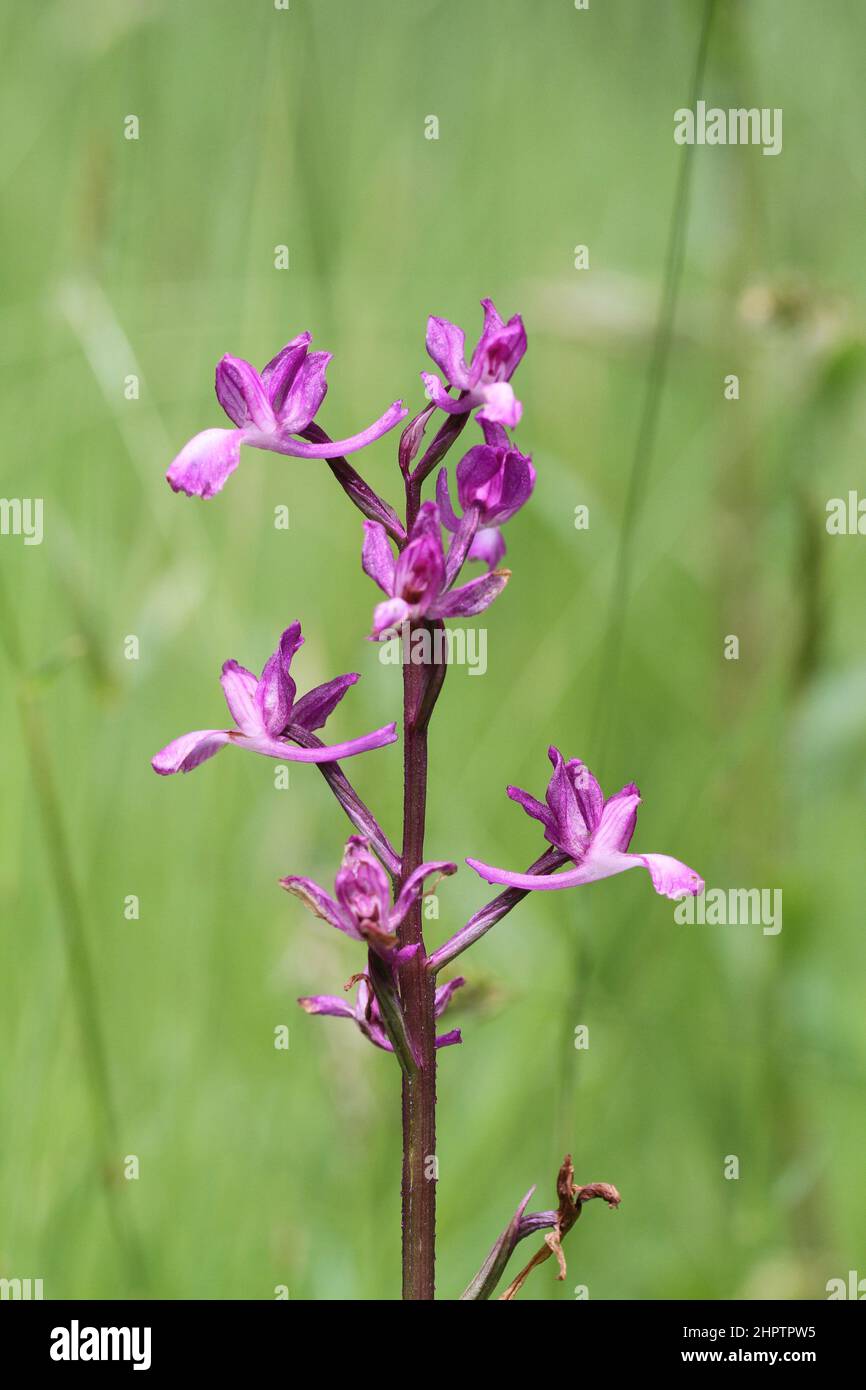 Loose-flowered Orchid, Anacamptis laxiflora, West Sussex, England, UK Stock Photo