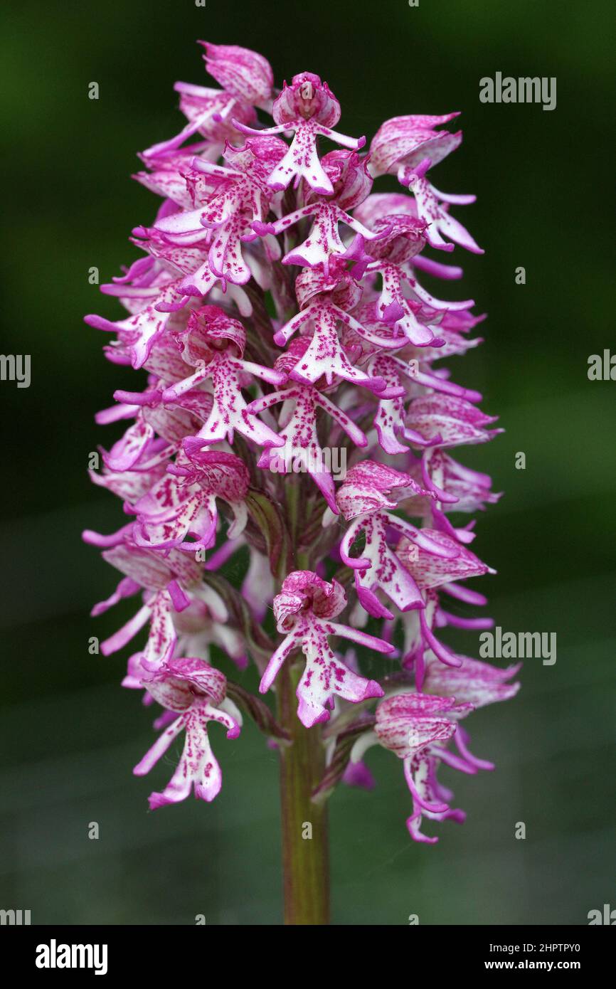 Lady x Monkey Orchid hybrid, Orchis x angusticruris, Oxfordshire, England Stock Photo