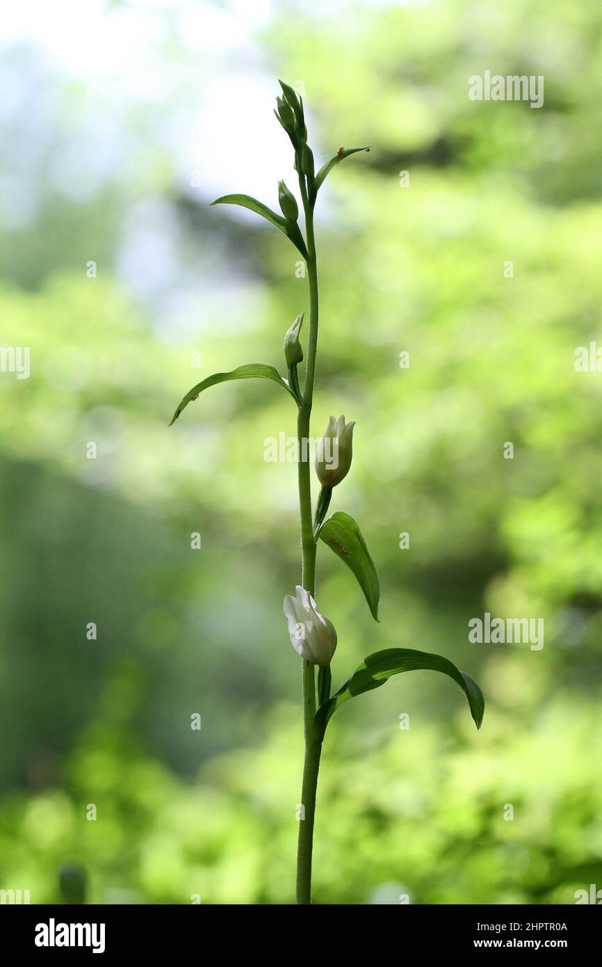 White Helleborine, Cephalanthera damasonium, Surrey, England, UK Stock Photo