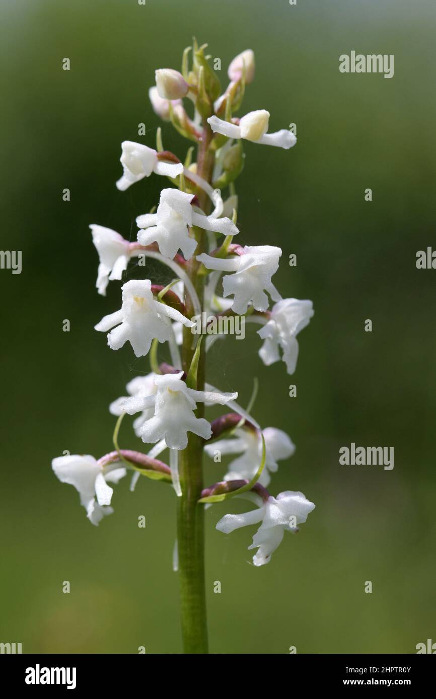 Chalk Fragrant Orchid, Gymnadenia conopsea, var alba, Hampshire, England, UK Stock Photo