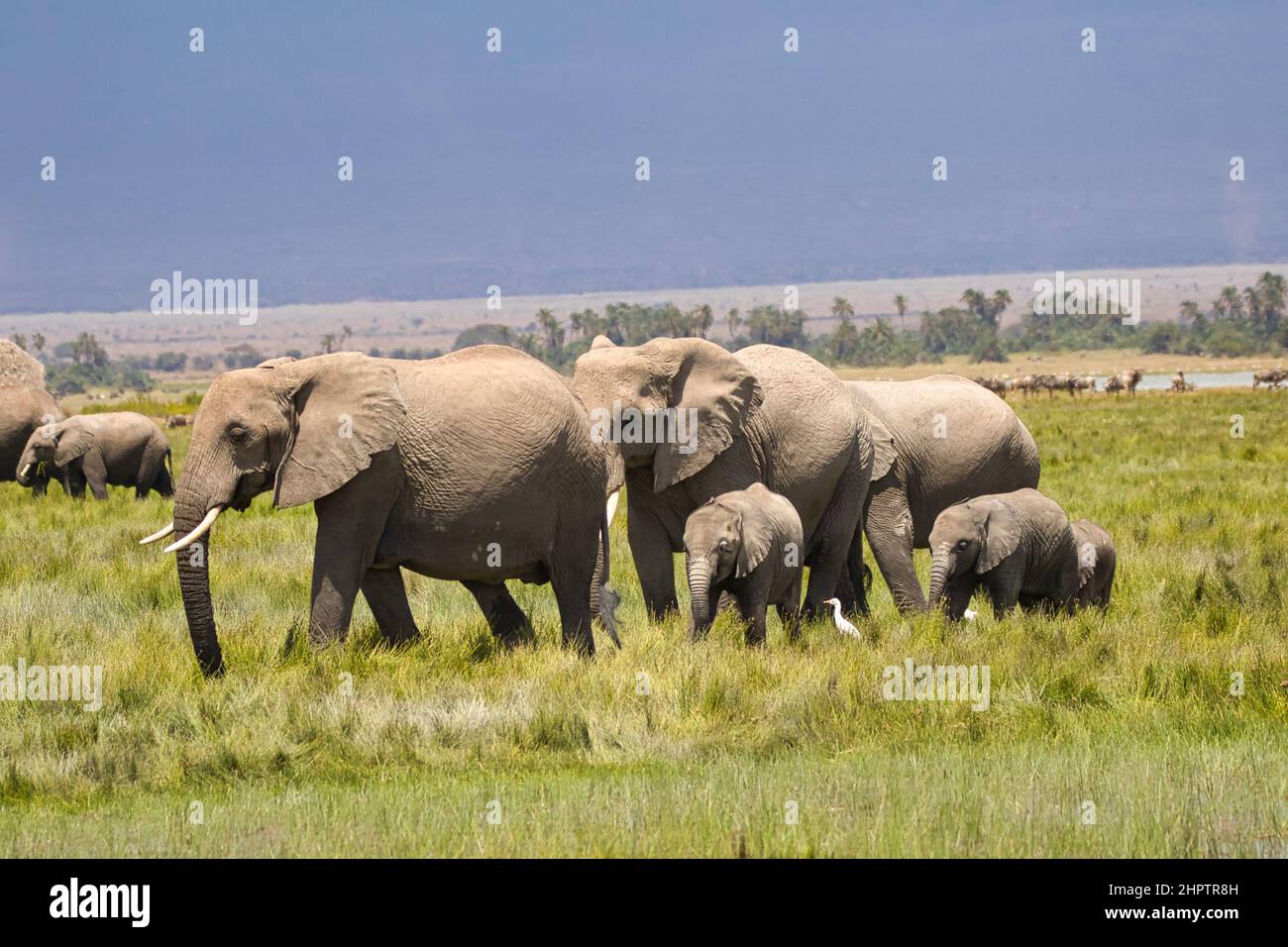 Elephant family, Loxodonta africana, in Amboseli National Park in Kenya. Stock Photo