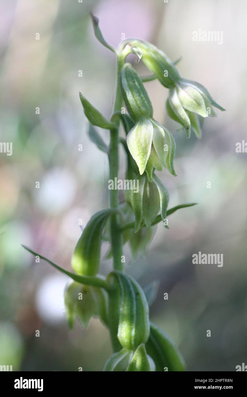 Green-flowered Helleborine, Epipactis phyllanthes, Lancashire, England, UK Stock Photo