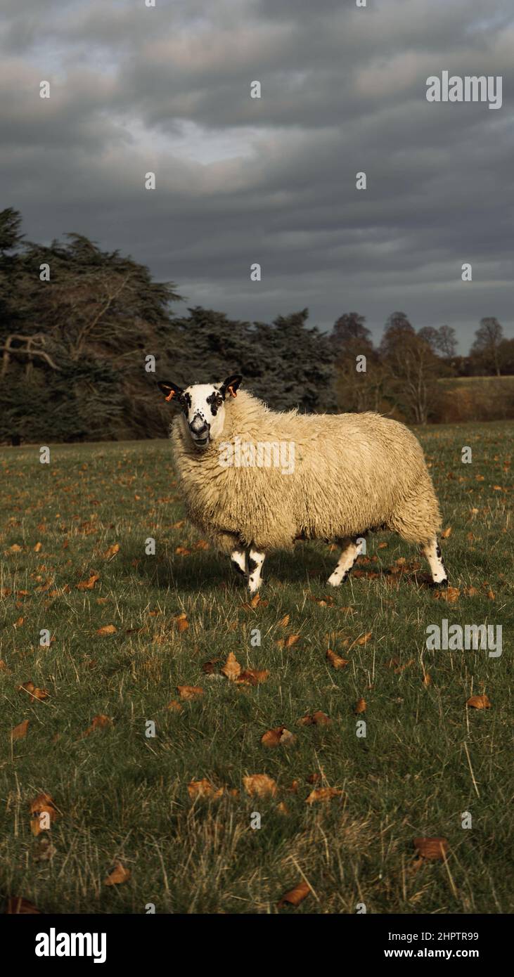 Vertical shot of a sheep in the Blenheim Palace Stock Photo - Alamy
