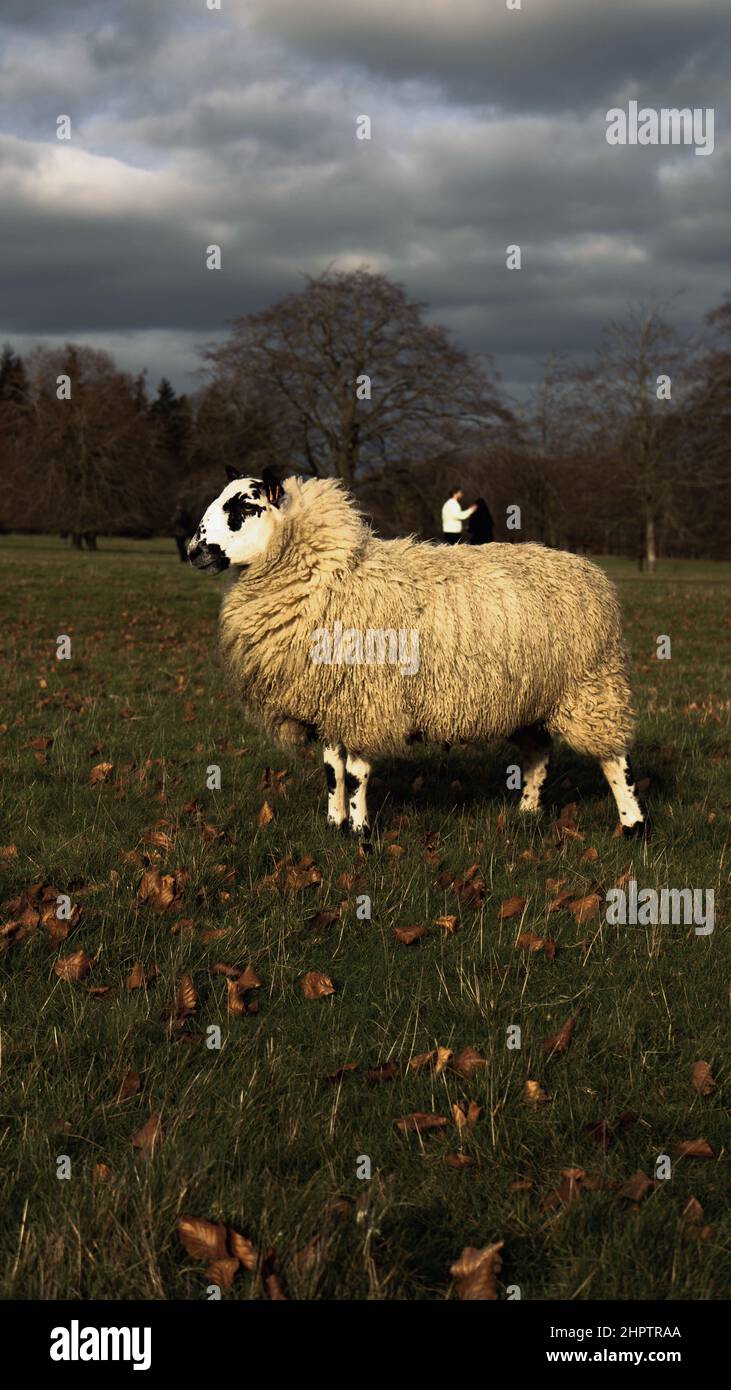Vertical shot of a sheep in the Blenheim Palace Stock Photo - Alamy