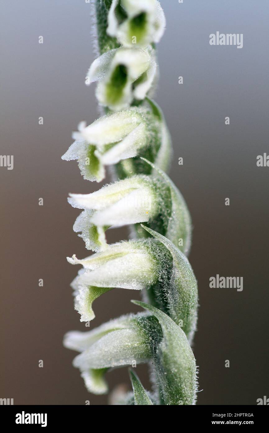 Autumn Lady's-tresses, Spiranthes spiralis, Isles of Scilly, England, UK Stock Photo