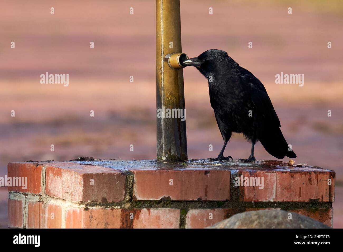Black raven (Corvus) drinks from a golden trough Stock Photo - Alamy