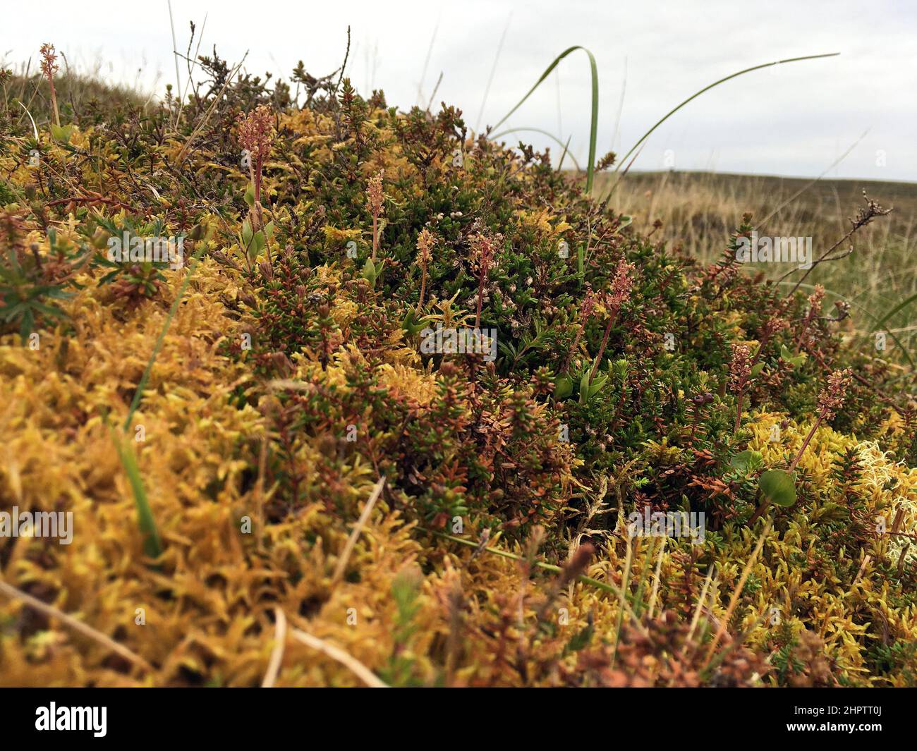 Lesser Twayblades, Neottia cordata, in upland habitat, Shetland, Scotland Stock Photo