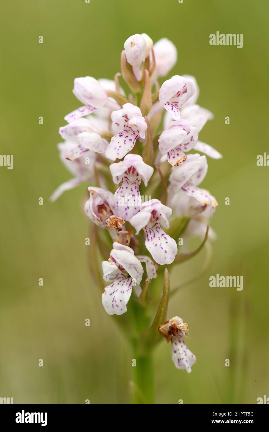 Heath Spotted Orchid, Dactylorhiza maculata, lusus, Orkney, Scotland, UK Stock Photo