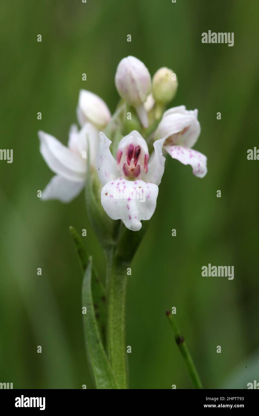 Heath Spotted Orchid, Dactylorhiza maculata, lusus, Orkney, Scotland, UK Stock Photo