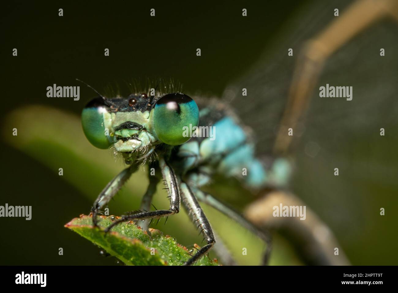 Yellow and black damselfly hi-res stock photography and images - Alamy
