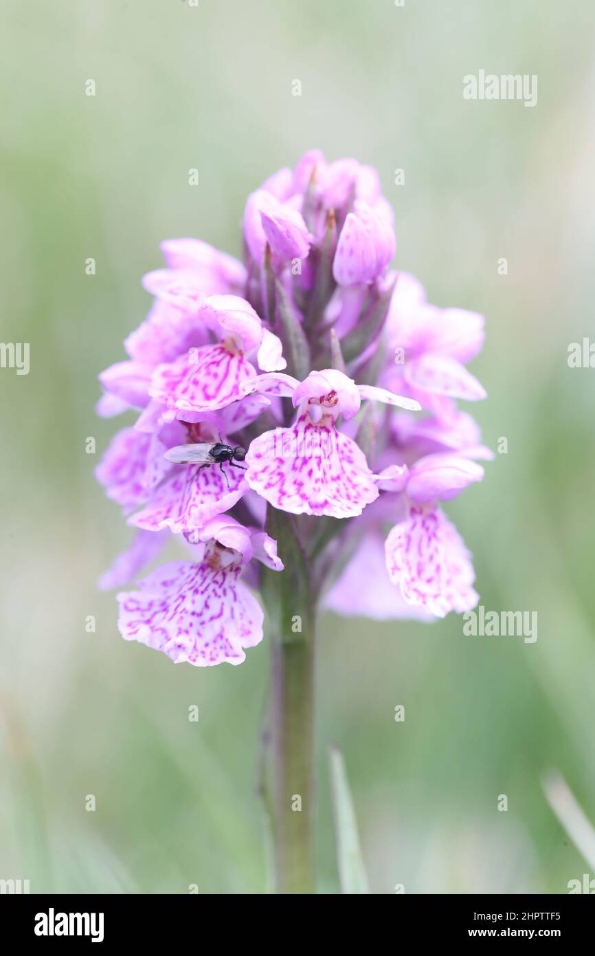 Heath Spotted Orchid, Dactylorhiza maculata, Shetland, Scotland, UK Stock Photo