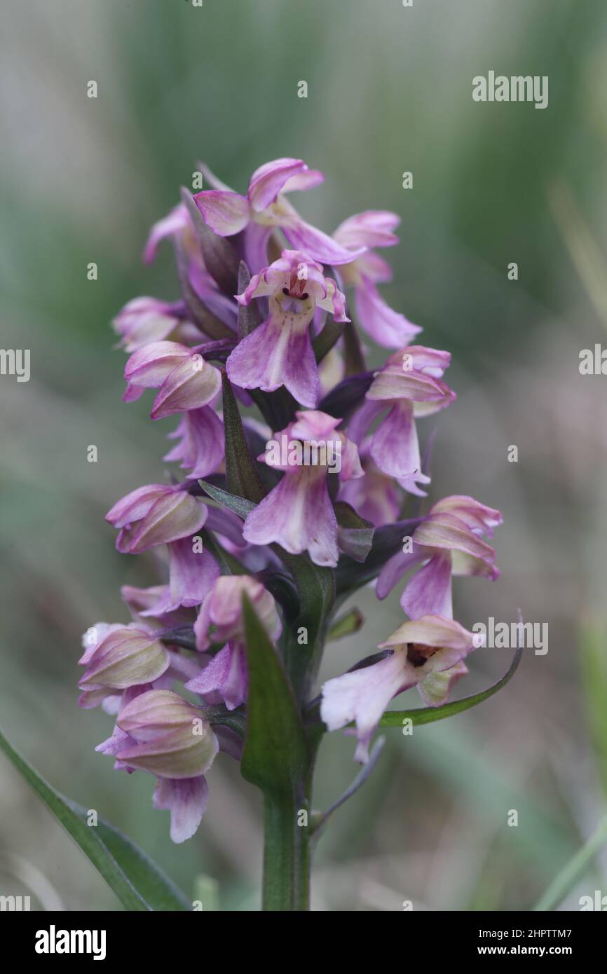 Frog x Heath Spotted Orchid hybrid, X Dactyloglossum conigerum, Shetland, Scotland Stock Photo