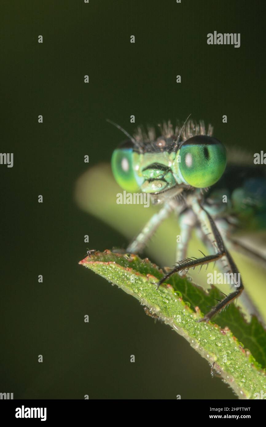 Damselfly with green and blue big eyes hanging on a green leaf Stock ...