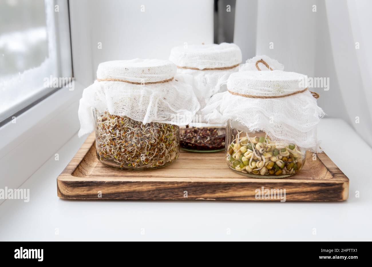 Various seed sprouts growing in glass jars, healthy vitamin rich food snack. Lucerne or Alfalfa, mung bean sprouts, broccoli sprouts seeds in jars. Stock Photo