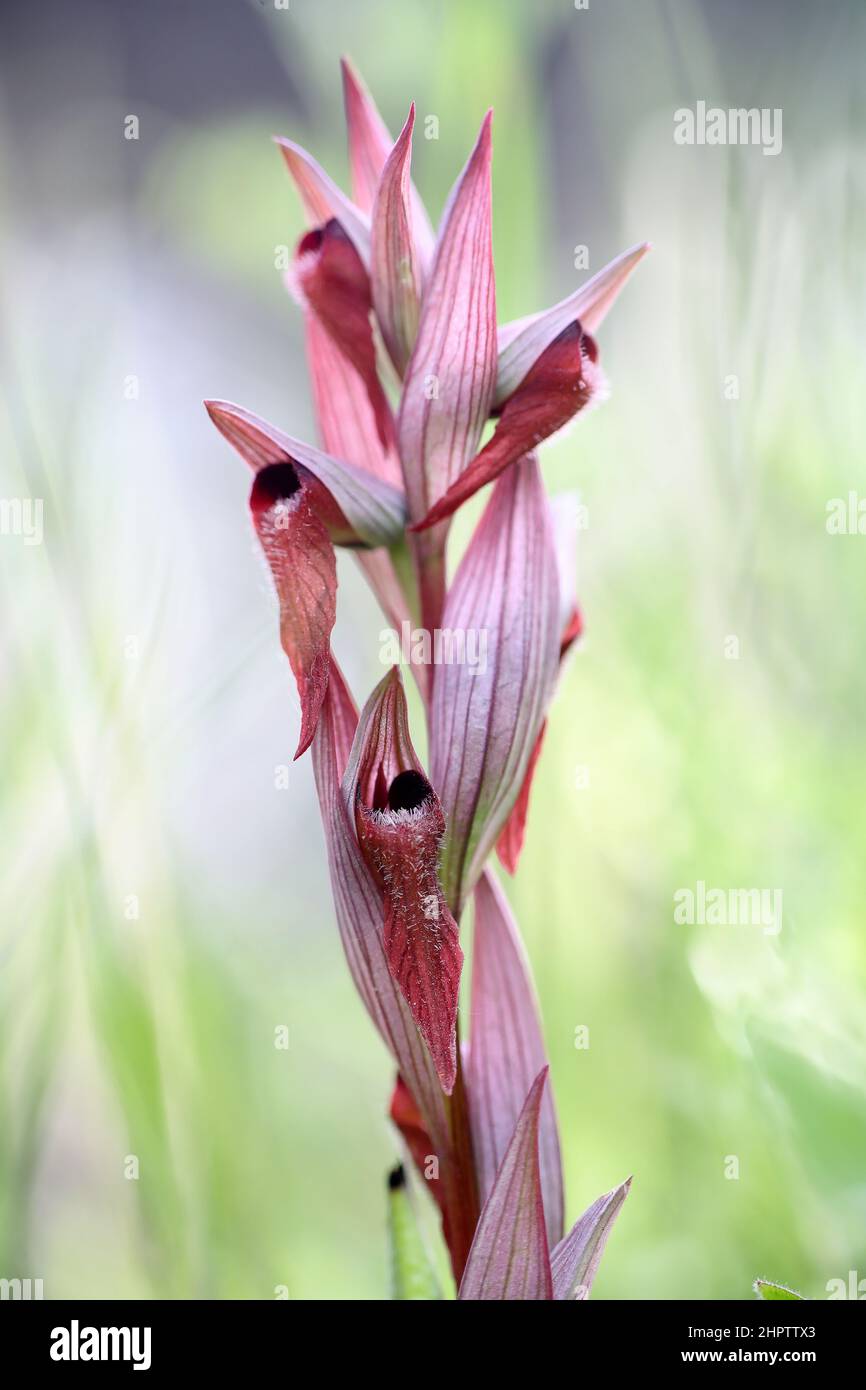 Long-lipped Tongue-orchid, Serapias vomeracea, Kent, England Stock Photo