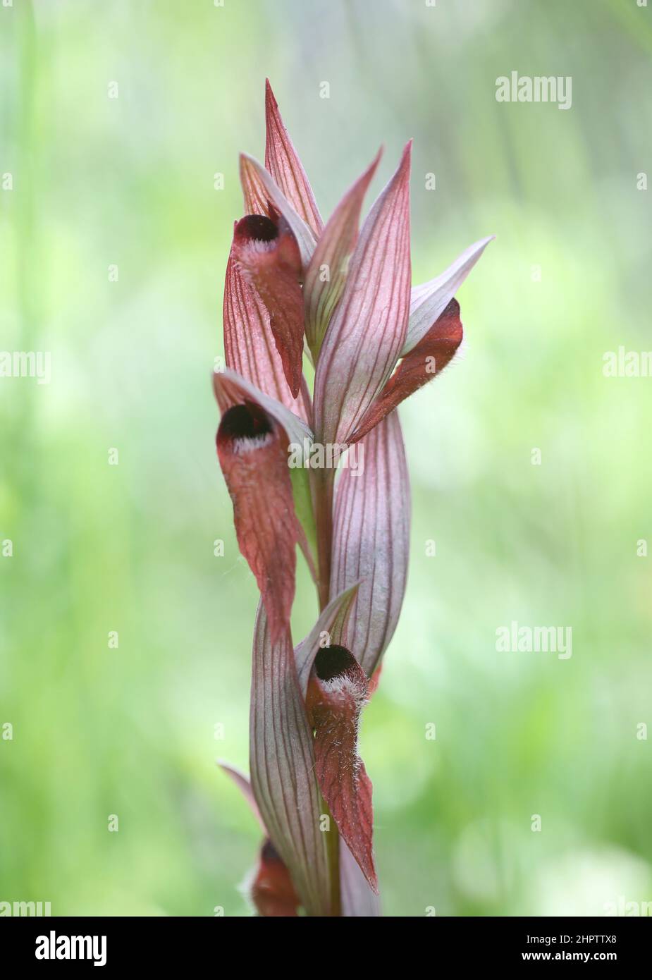 Long-lipped Tongue-orchid, Serapias vomeracea, Kent, England Stock Photo