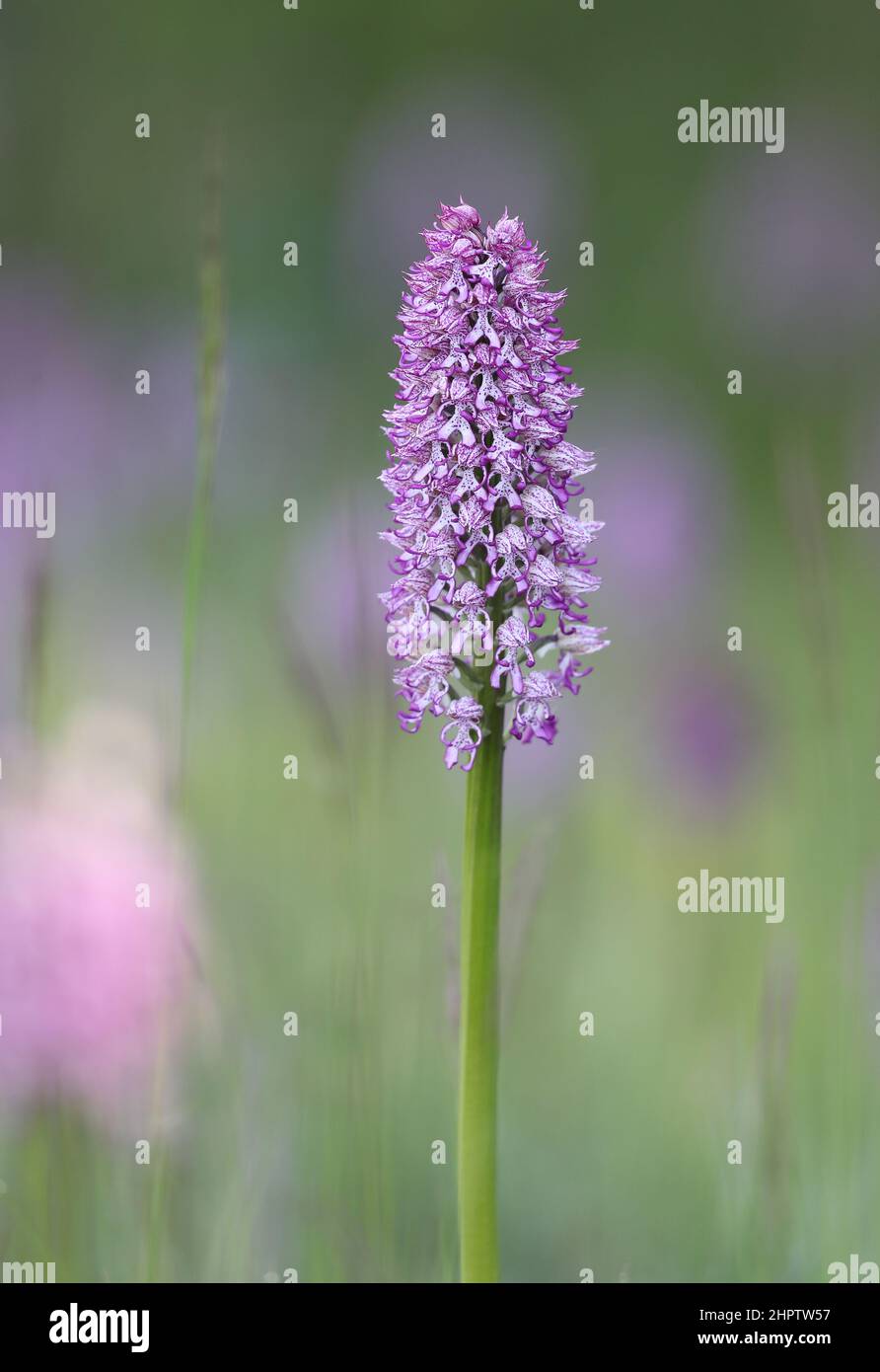 Lady x Monkey Orchid hybrid, Orchis x angusticruris, Oxfordshire, England Stock Photo
