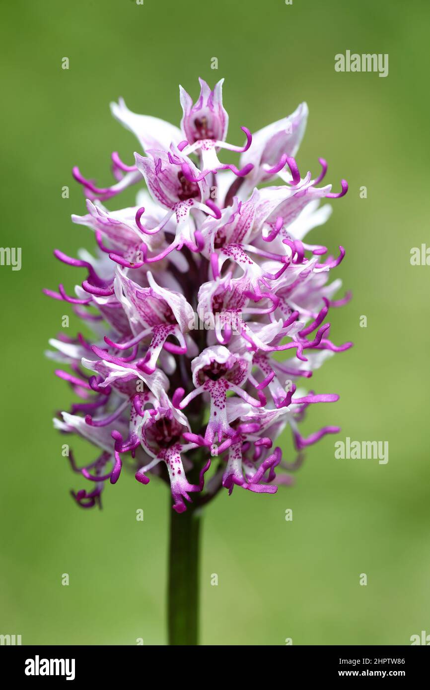 Monkey Orchid, Orchis simia, Kent, England, UK Stock Photo