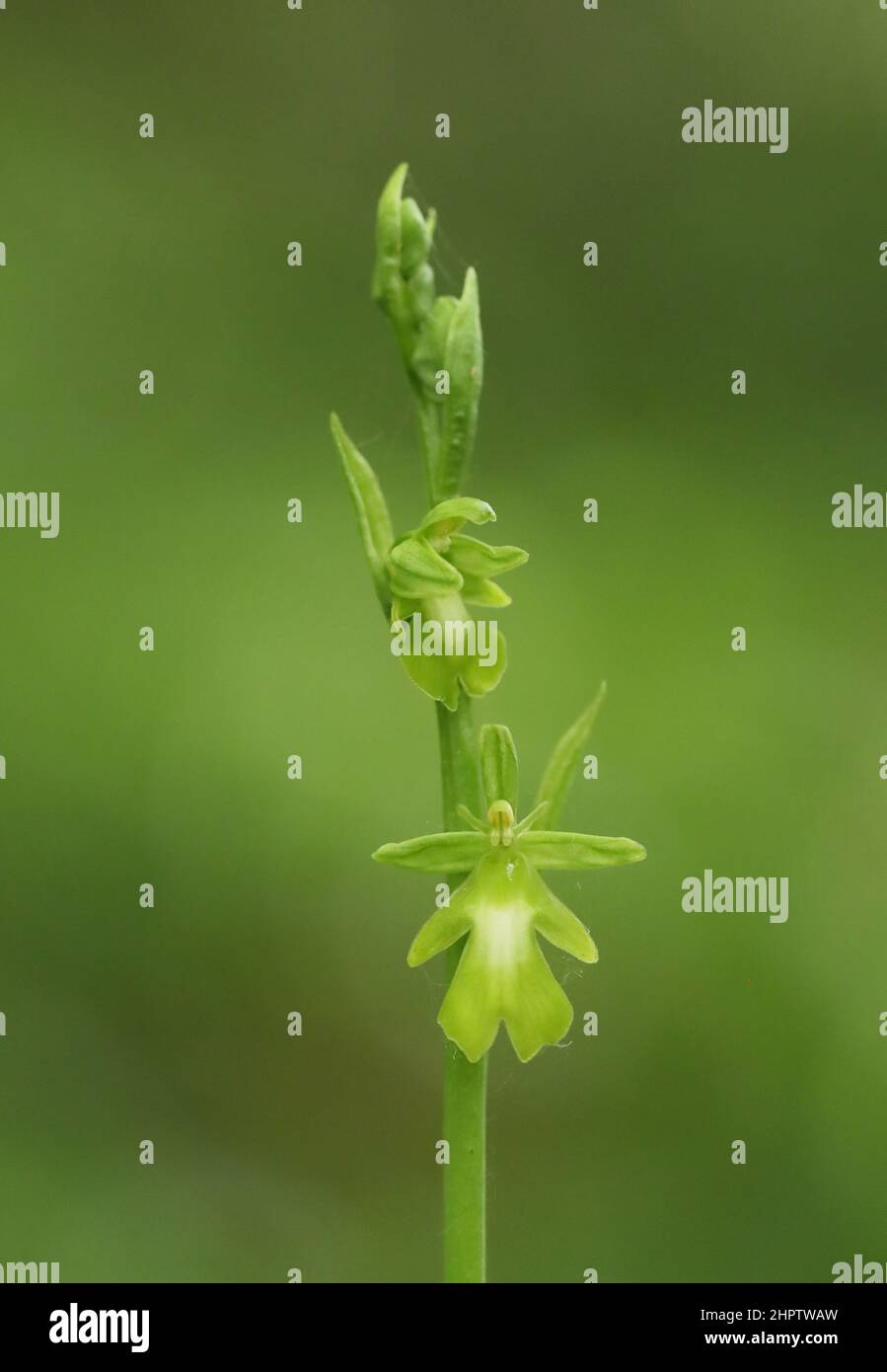 Fly Orchid, Ophrys insectifera, var ochroleuca, Kent, England Stock Photo