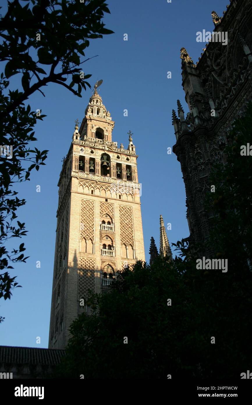 Lemon Trees and giralda tower: Giralda Tower framed by lemon tree leaves was originally a minaret was converted into a bell tower It is topped with a statue representing Faith The Giralda is the city s most famous symbol Stock Photo