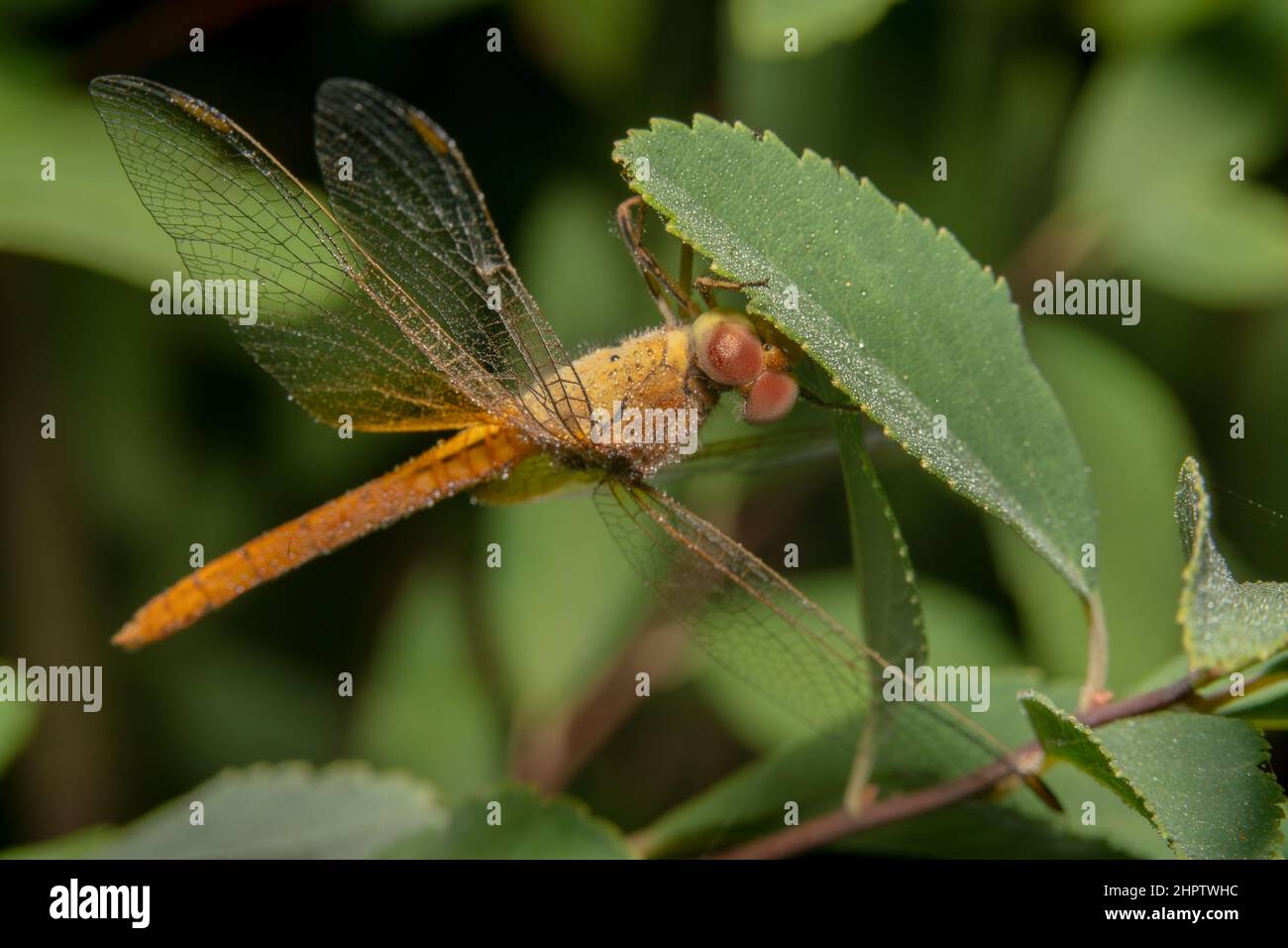 Orange dragonfly hanging upside down on a green leaf Stock Photo - Alamy