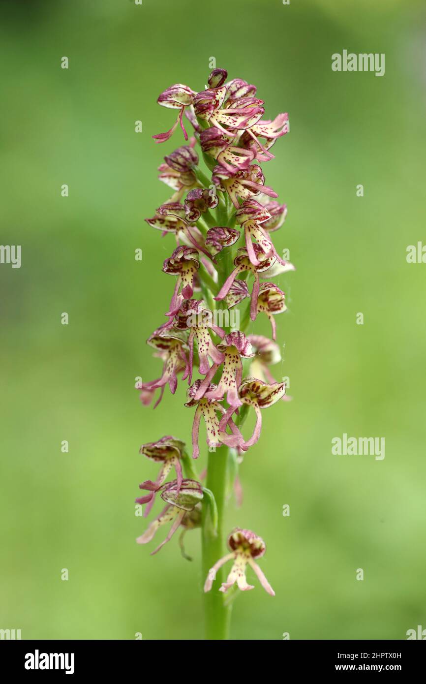 Lady x Man Orchid hybrid, Orchis x meilsheimeri, Kent, England Stock Photo