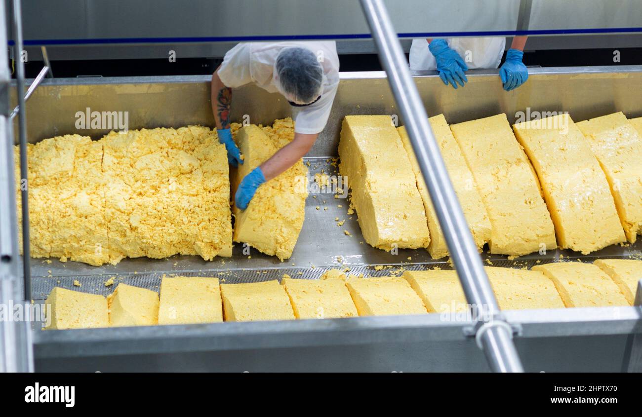 Flipping fresh cheese at the St Albert Cheese Coop: A worker used gloved hands to manually flip huge blocks of fresh curds of cheese to aid in their draining. Another worker stands by. Stock Photo