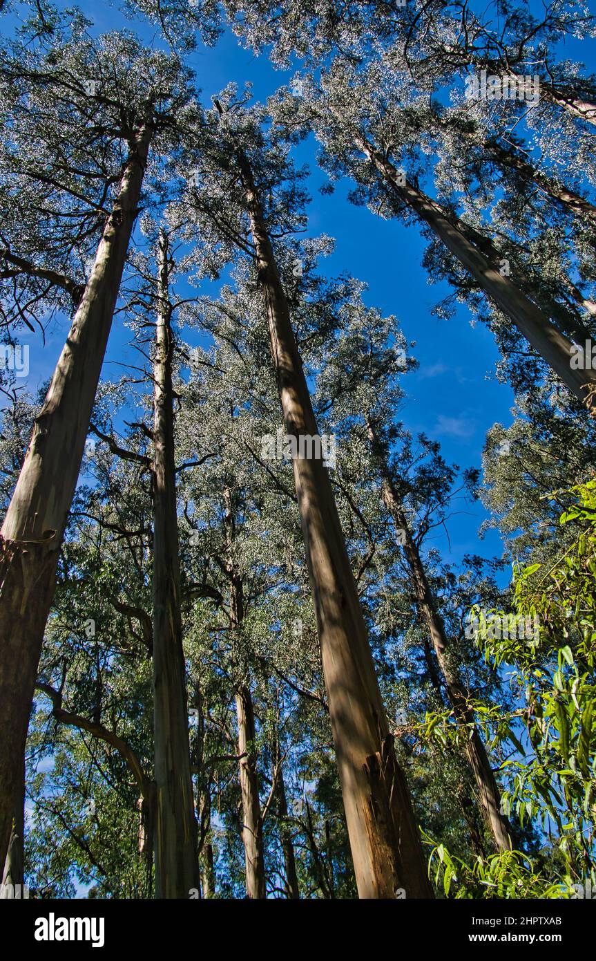 Tall straight trunks trees in hi-res stock photography and images - Alamy