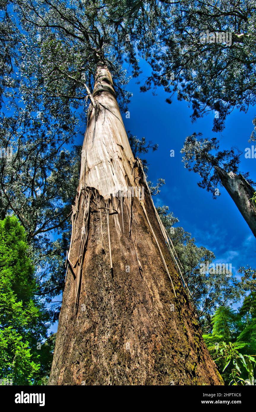 Straight trunk of a mountain ash or stringy gum (eucalyptus regnans), with a stocking of fibrous bark. Tarra Bulga rainforest, Victoria, Australia Stock Photo
