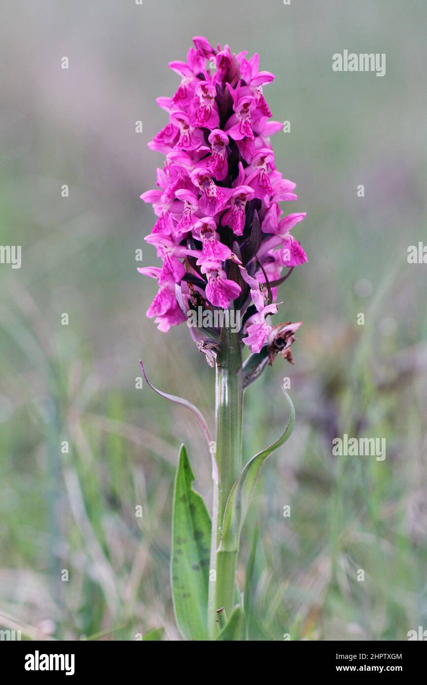 Northern Marsh x Early Marsh Orchid hybrid, Dactylorhiza x latirella, Shetland, Scotland Stock Photo