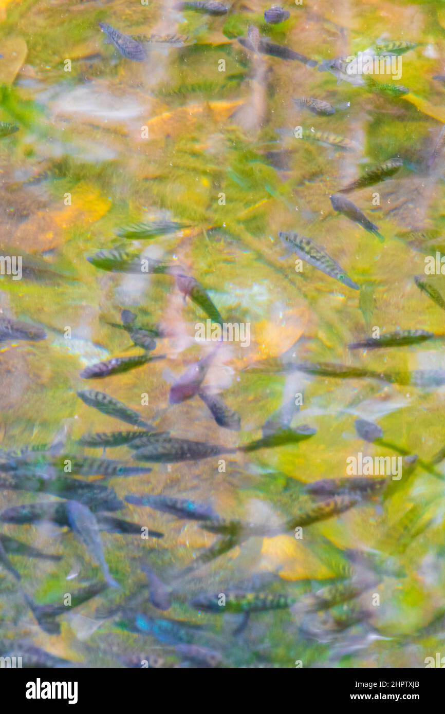 Fish and marine life in pond sump water at tropical natural jungle ...