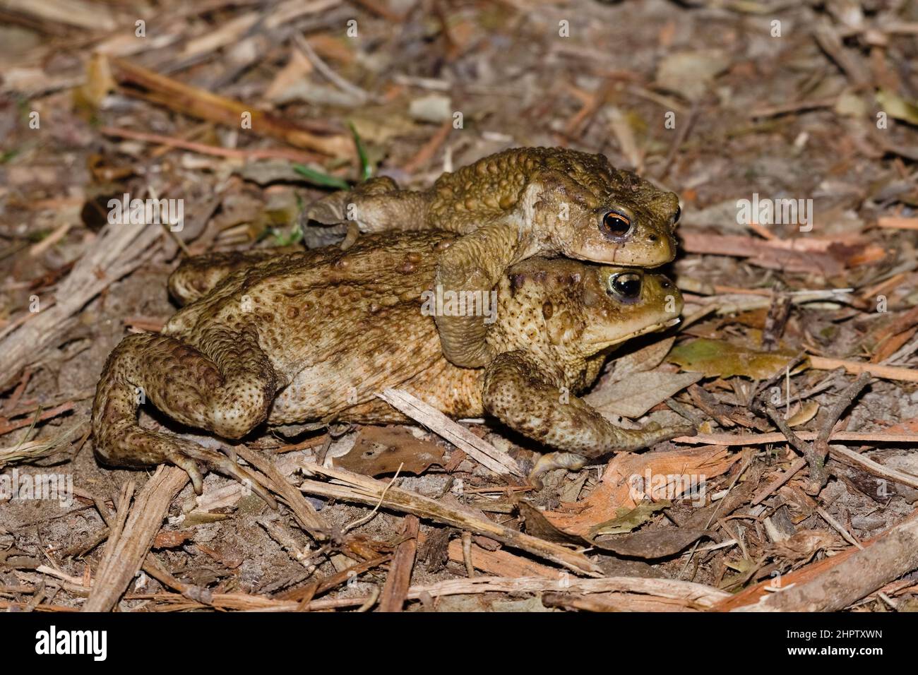 Reproductive behaviour of a couple of European common toad mating during breeding season in Italy Stock Photo