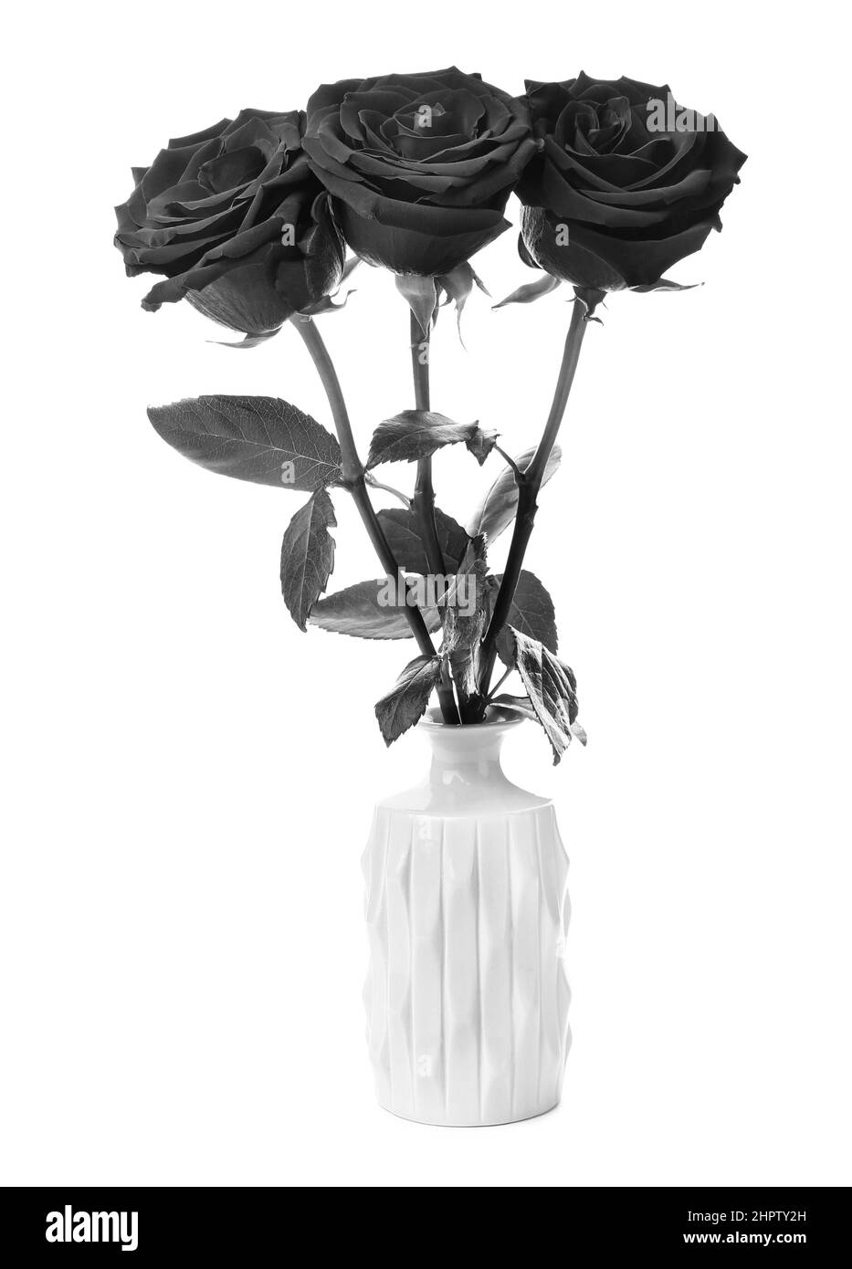 Fresh black roses in vase on white background Stock Photo Alamy