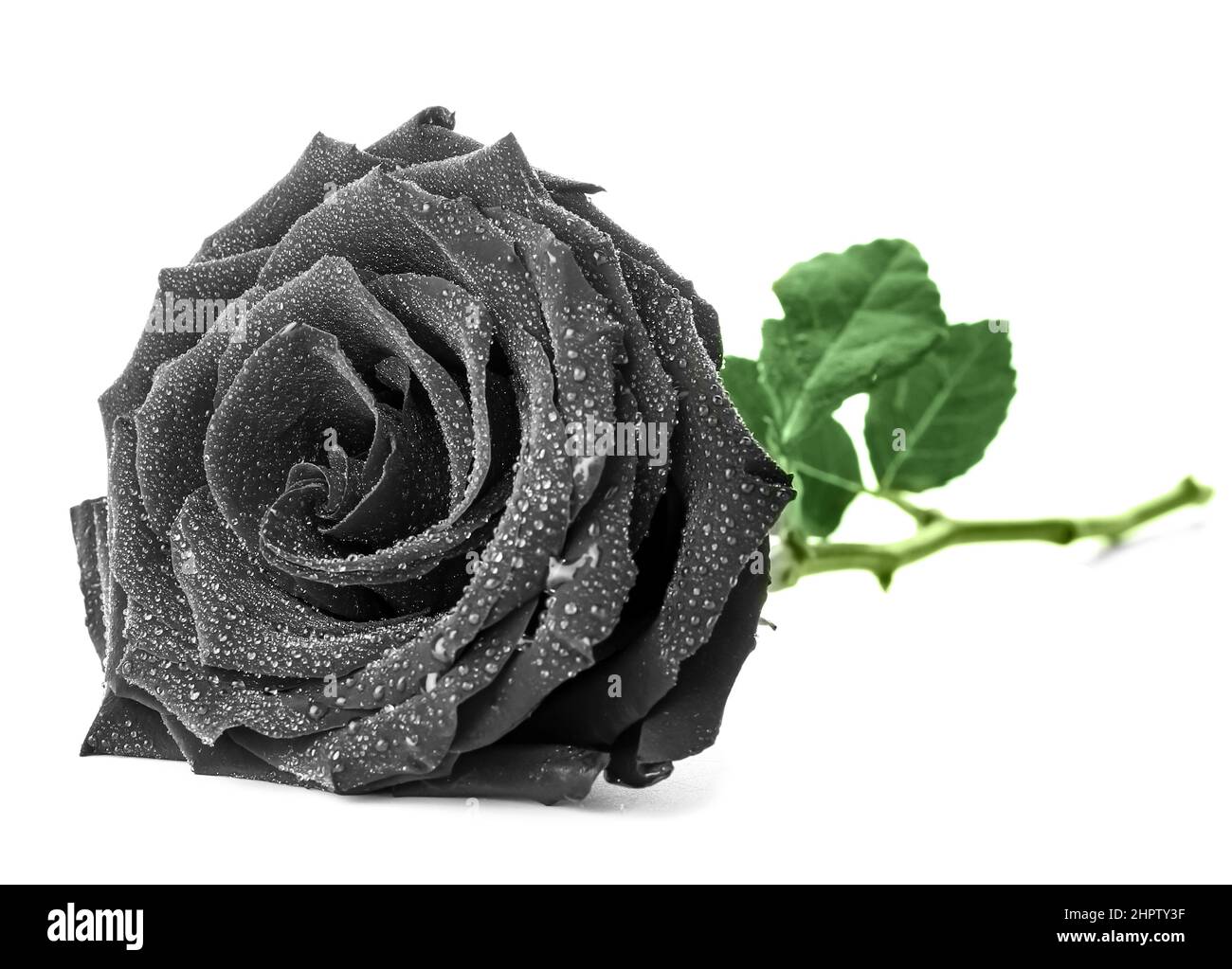 Fresh black rose on white background Stock Photo Alamy