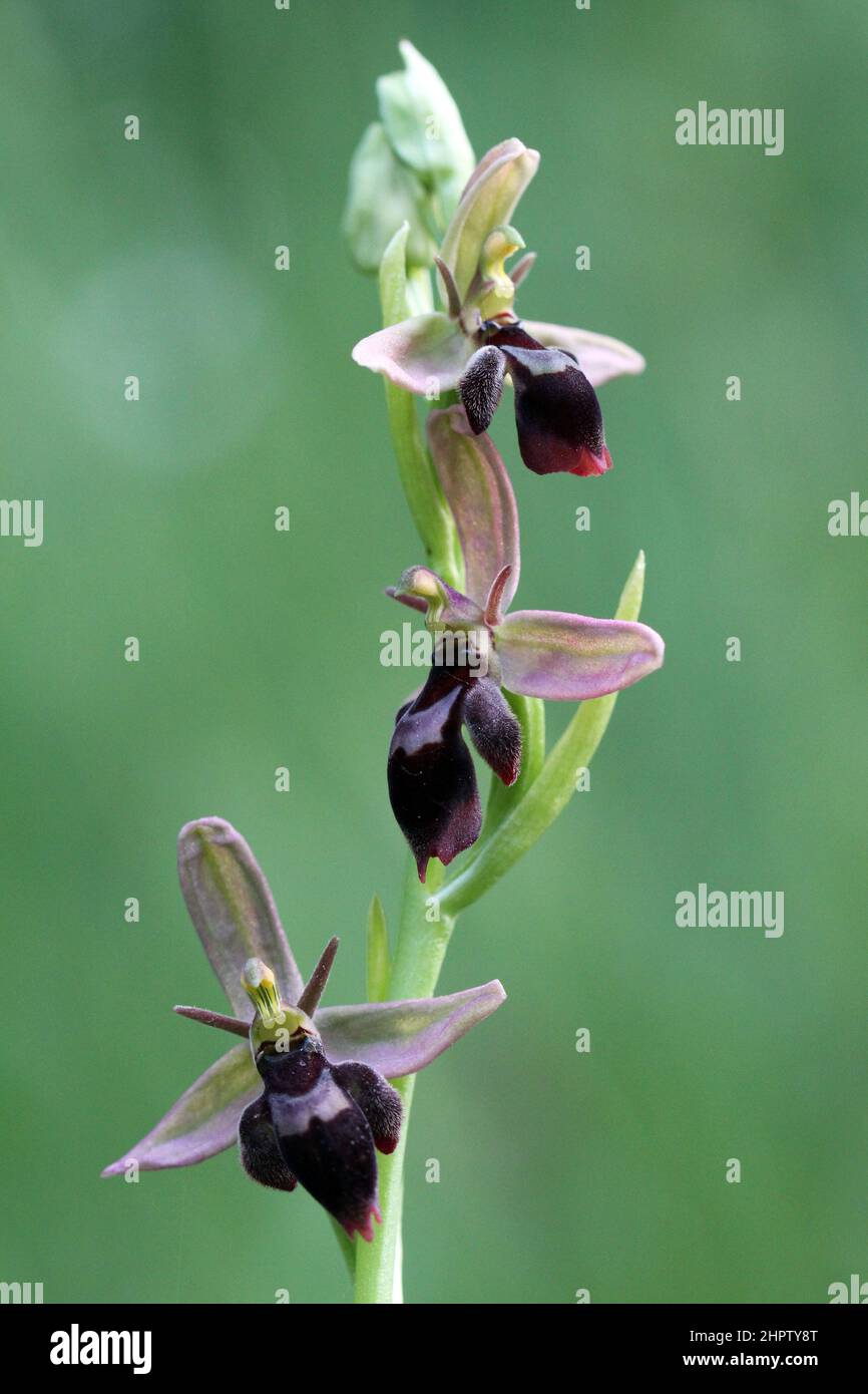 Bee x Fly Orchid hybrid, Ophrys x pietschii, Somerset, England Stock Photo