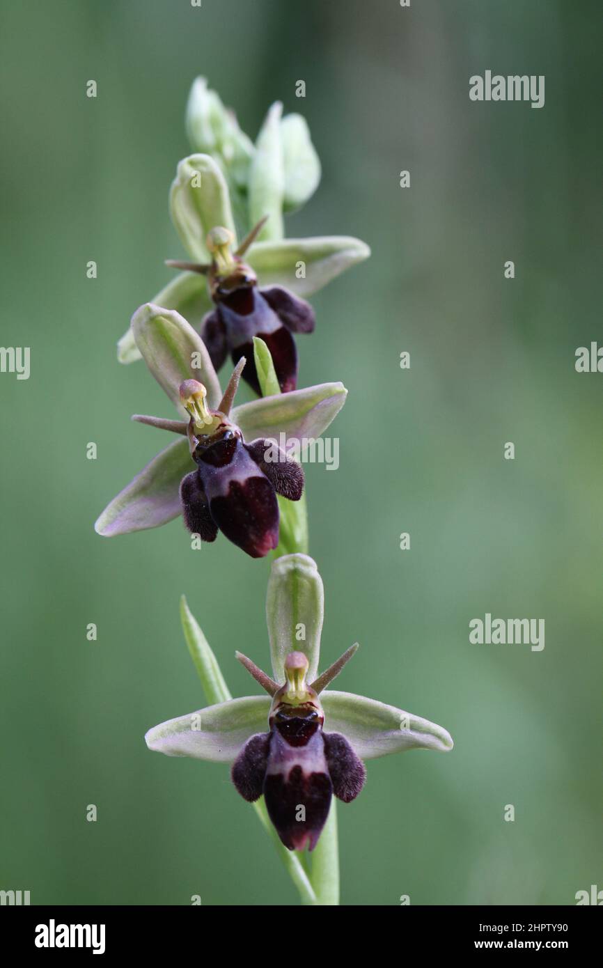 Bee x Fly Orchid hybrid, Ophrys x pietschii, Somerset, England Stock Photo