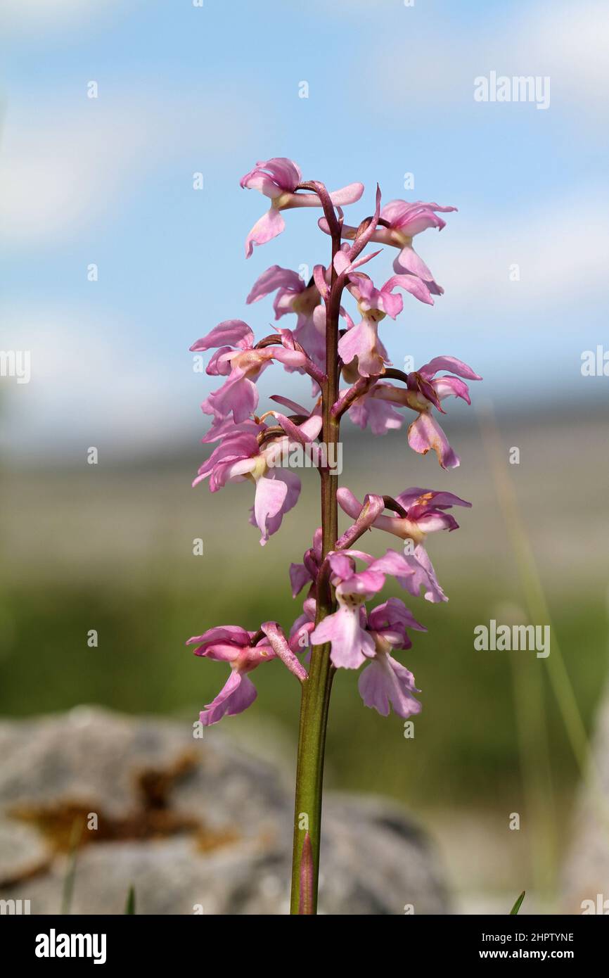 Early Purple Orchid, Orchis mascula, pale pink variation, The Burren, Ireland Stock Photo