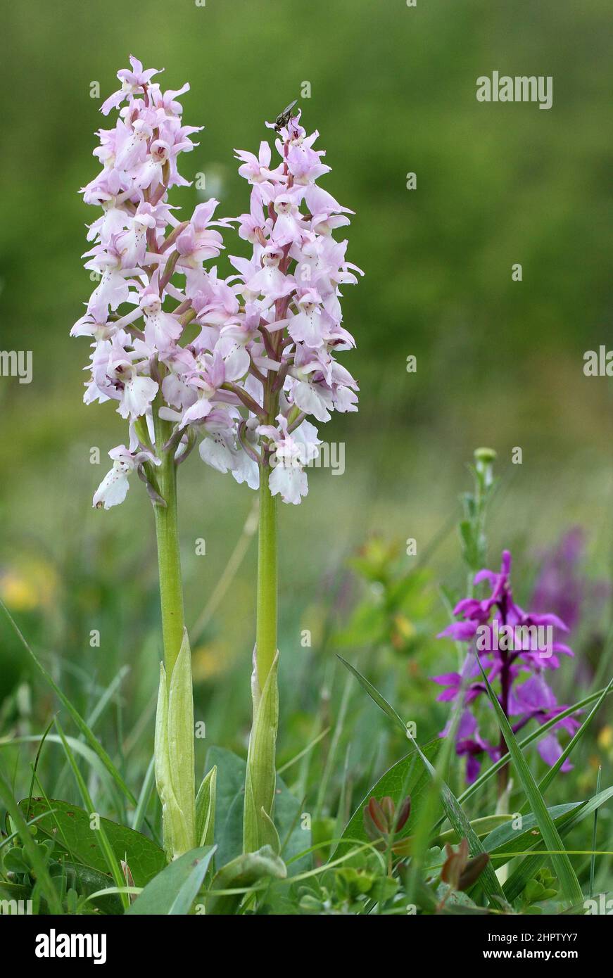 Early Purple Orchids, Orchis mascula, pale pink variation, The Burren, Ireland Stock Photo