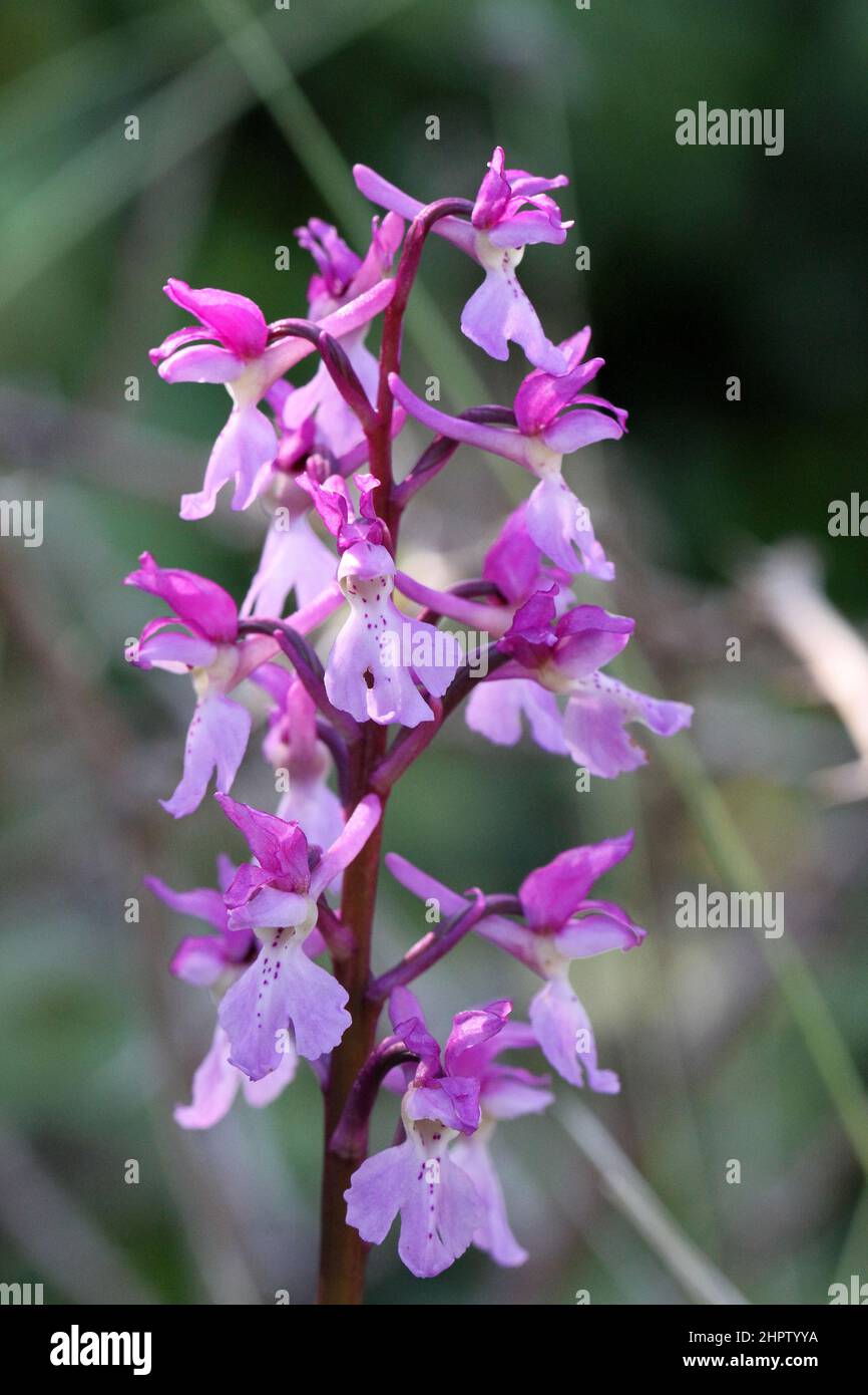 Early Purple Orchid, Orchis mascula, The Burren, Ireland Stock Photo