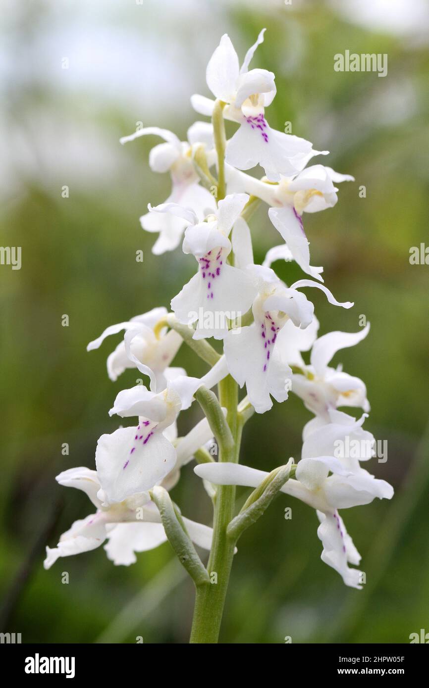 Early Purple Orchid, Orchis mascula, ermine variation, The Burren, Ireland Stock Photo